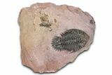 Detailed Metacanthina Trilobite - Lghaft, Morocco #381458-2
